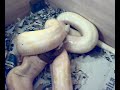SNAKE SERPIENTE brandi gran phyton albina come conejo 4 parte SNAKE SERPIENTE brandi gran phyton albina come conejo 4 parte