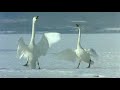 Swans - from \"winged migration\"
