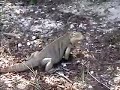 Little Cayman Iguanas