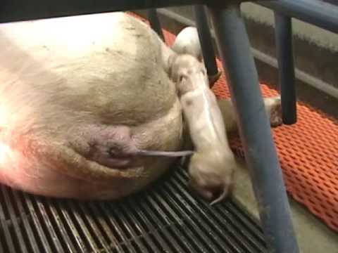 parturition -