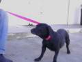 videos de marley