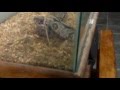 ataque mortal da jiboia- video de adesio