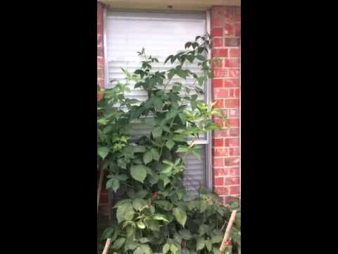 how to grow blueberries in houston tx