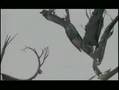 Tarzan Deep Canvas Demo