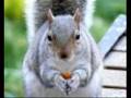 videos de Squirrels