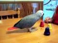 Koko African Grey - Trick #2 (Flower Pot)