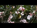 Click here to watch this video 平成24年3月の開運メッセージ