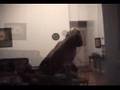 Bloodhound video