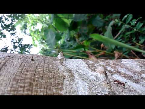 Sony Xperia Z1 video samples