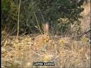 LEPRE SARDA