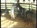 Problem Horses Problem Horses
