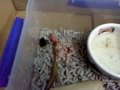 Yellow Face Whip Snake eating a pinky