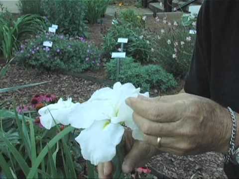 how to fertilize siberian iris