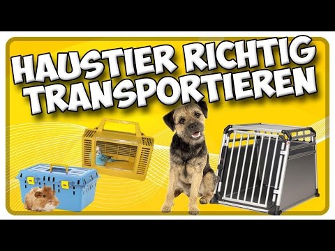 Transport von Hund, Katze und Kleintieren im Auto! So transportiere ich mein Haustier richtig!