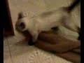 gatto spericolato di Olgiate Olona gatto spericolato di Olgiate Olona