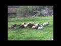 MOUSOUNITSA VARDOUSIA-PARNASSOS-GIWNA-OITI