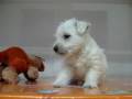 videos de Westy Macho STA REF:195