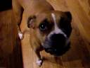 Dog Talks