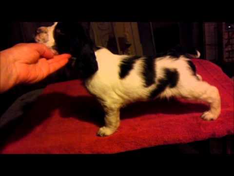 Junior - English Springer Spaniel Pup