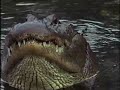 Gator Water Dance