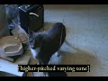 Cat and Single-Antenna Theremin