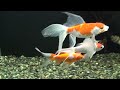 埼玉水族館 20091017 06