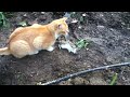 Gato vs Rata(no para defensores d animales)