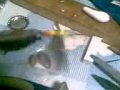 One-of-my-bottlecap-
