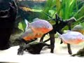 piranha youngsters 9
