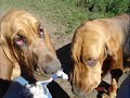 bloodhounds blodhundar dogs hundar bloodhounds blodhundar dogs hundar