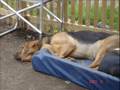 Bloodhound video