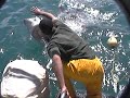 Great White Shark Great White Shark