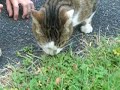 Cats love mice =D