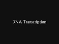 DNA Replication, Transcription & Translation