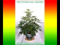 time lapse film of cannabis plant growing from seed to wonder weed