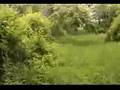 Beagle video