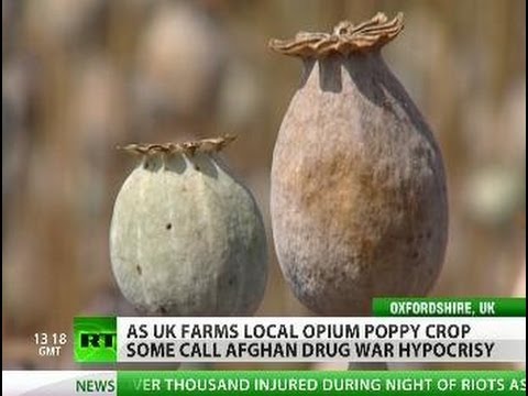 how to grow and harvest opium poppies