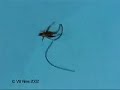 Parasito Induce Insecto al Suicidio