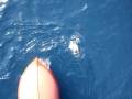 videos de 