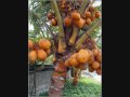 The Coconut Movie The Coconut Movie
