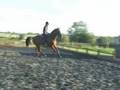 Showjumping Training - High Cross EC