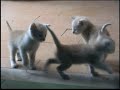 Gatti cuccioli