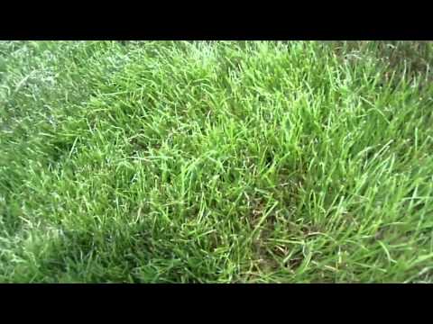 how to control purple nutsedge