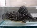 L-128=Hemiancistrus sp. : Tropical Aquarium Fish Video L-128=Hemiancistrus sp. : Tropical Aquarium Fish Video