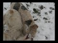 Wire fox terrier Oddie - Playing with friends
