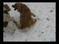 Wire fox terrier Oddie - Playing with friends
