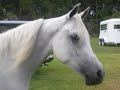 The Arabian Horse*Tribute*