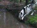 Great Dane Eppe