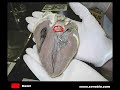 Sheep Heart Dissection