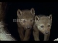 wolves